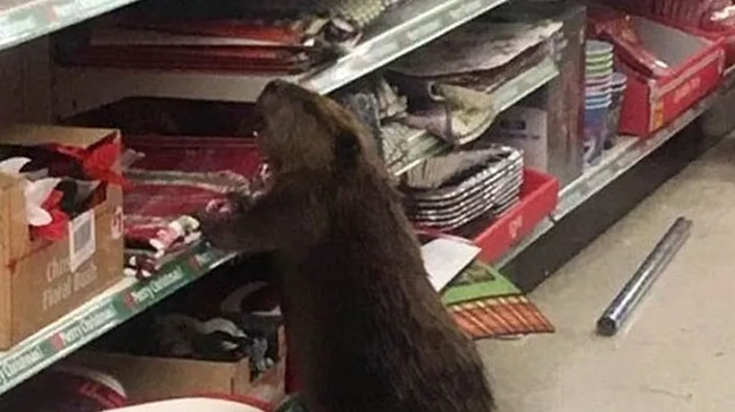 Și animalele fac cumpărături de Crăciun. Cum a fost surprins un castor într-un supermarket