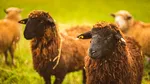 ANSVSA instituie carantina internă de 30 de zile pentru ovine și caprine. Ce alte măsuri s-au luat