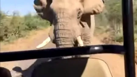 Angajatul unei grădini zoologice din Spania, ucis de un elefant cu trompa. Era o femelă cu pui, iar bărbatul le făcea curățenie în cușcă