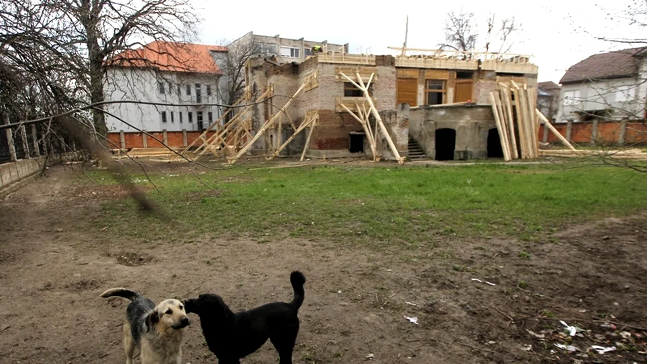 Lumânări aprinse în fața Primăriei Timișoara pentru maidanezii care vor fi eutanasiați