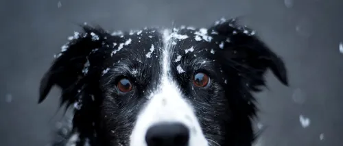 Border Collie, câinele extrem de inteligent şi muncitor pe care îl vrei acasă, chiar dacă nu ai turme de mânat