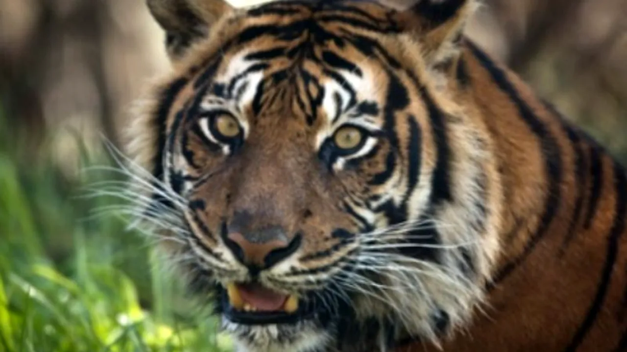 Cercetătorii trag semnalul de alarmă: 