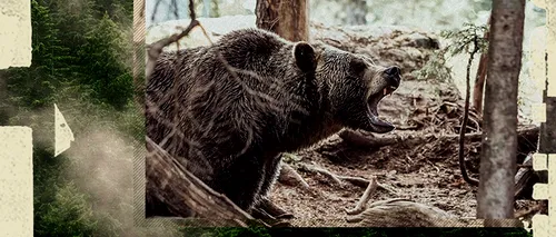 VIDEO | Locuitorii din județul Argeș, terorizați de atacurile frecvente ale urșilor: ”Se doarme cu moartea la ușă”