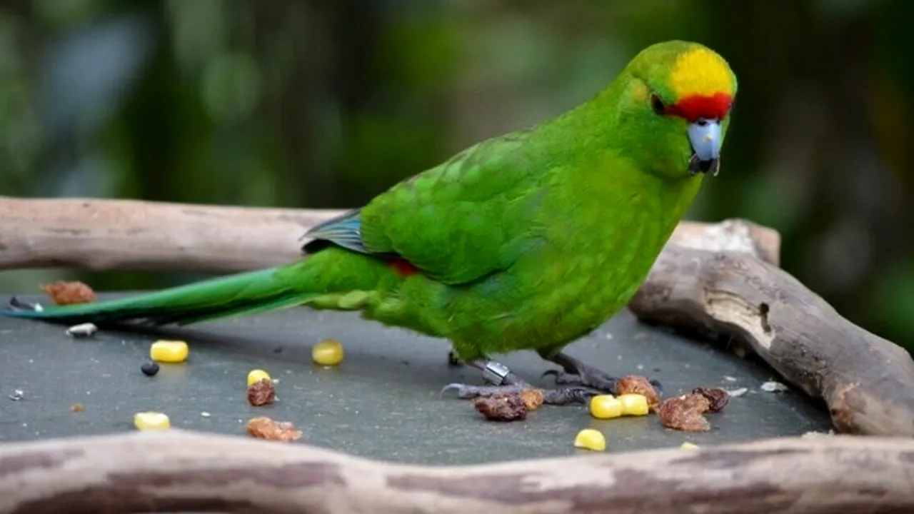 A plătit 1.600 de lei pentru un papagal blând și vorbitor. Ce surpriză a avut când  a ajuns acasă