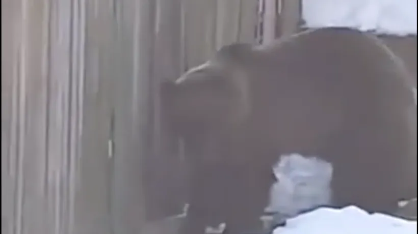 Urs filmat când încerca să intre într-o curte din Azuga. Animalul a fost alungat cu greu