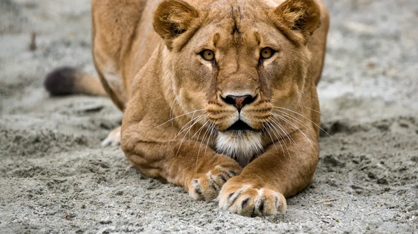 Adolescentă de 15 ani din SUA, mușcată de o leoaică de la Grădina Zoologică din Rădăuți