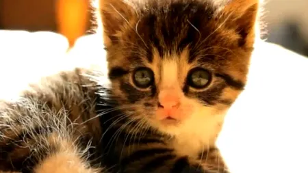 Orfan, dar plin de viață. VIDEO cu cel mai jucăuș pisoi