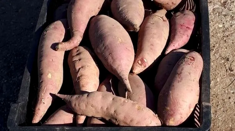 Dăbuleni, localitatea pepenilor verzi, a devenit și locul unde se cultivă cu succes cartofii dulci. Măslinul, kiwi, banana nordului, pe lista planurilor agricultorilor
