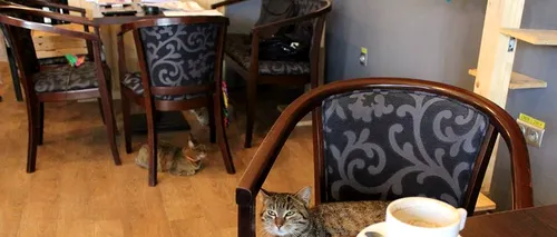 Cafeneaua cu pisici din Cluj-Napoca, închisă de Sanepid. Inspectorii au avut o cerință imposibilă