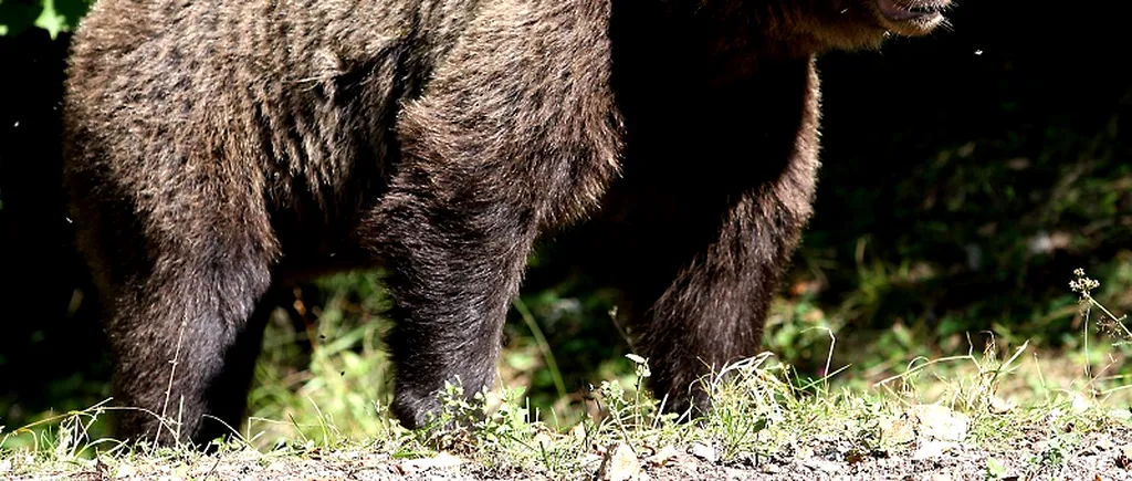 Un vânător de 39 de ani a fost atacat și rănit de un urs, într-o pădure din Bistrița-Năsăud