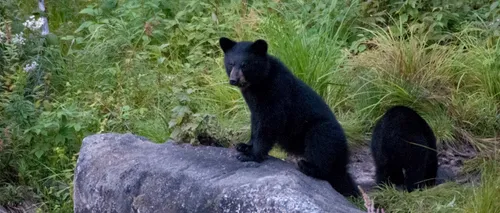 Un pui de urs prins într-un laț, în Harghita, a fost tranchilizat și eliberat
