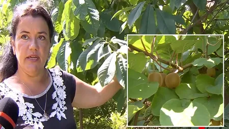 FOTO-VIDEO. Afacerea inedită cu care dai lovitura! Românii au renunțat la caiși și cultivă kiwi. Cât costă un lăstar
