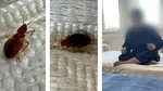 Situație critică la un centru de îngrijiri din Vrancea, infestat cu ploșnițe. Imagini halucinante cu insectele care se „plimbă” în voie pe saltele