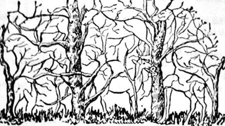 TEST de personalitate | Animalul pe care îl vezi prima dată în această poză îți va spune ce fel de om ești, de fapt