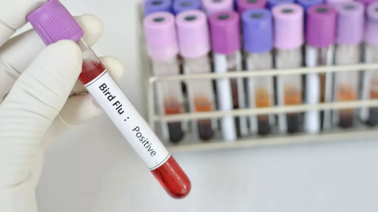 China: Numărul cazurilor de gripă aviară depistate la oameni, în creștere