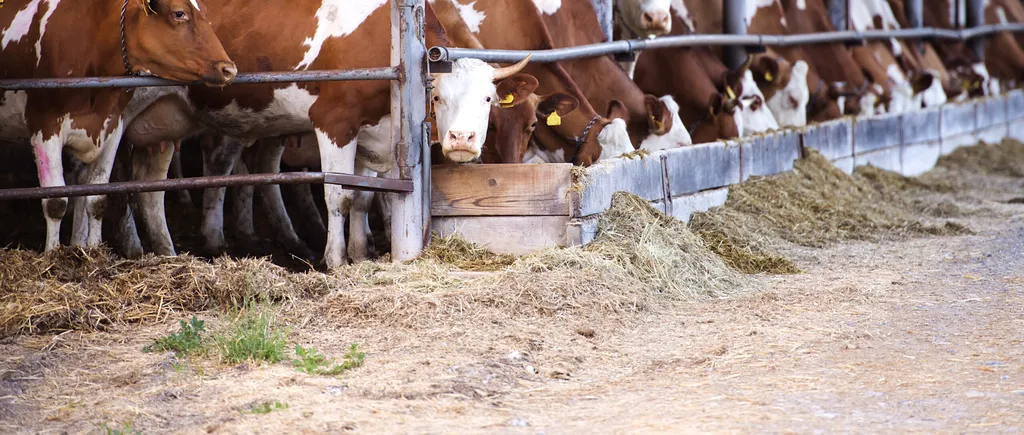 Crescătorii de vaci se tem că riscă să dea FALIMENT: „Pierdem pe litrul de lapte între 0,3 şi 0,85 lei”