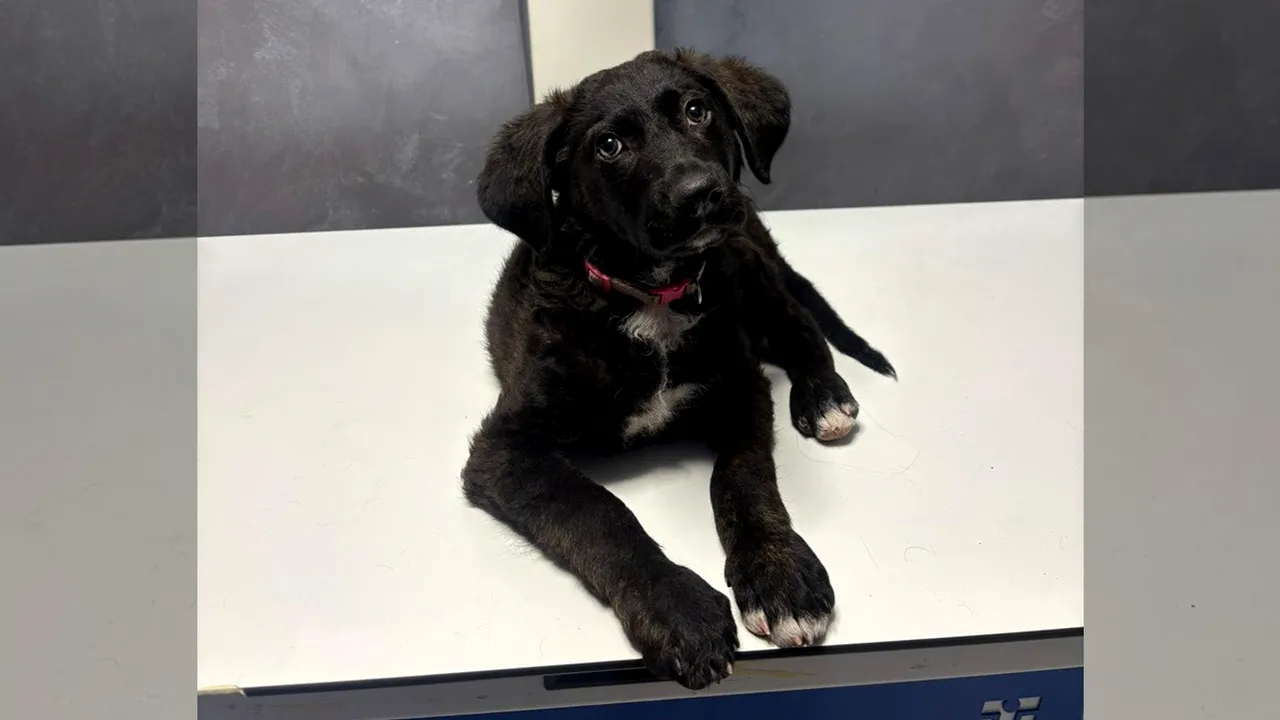 Polițiștii bucureșteni au intervenit pentru SALVAREA unui cățeluș bătut de un bărbat în Sectorul 5. Agresorul a fost propus pentru arestare preventivă