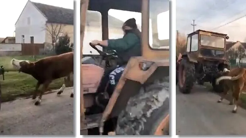 VIDEO| Imagini revoltătoare pe străzile din Timiș. O vacă a fost legată şi târâtă de un tractor