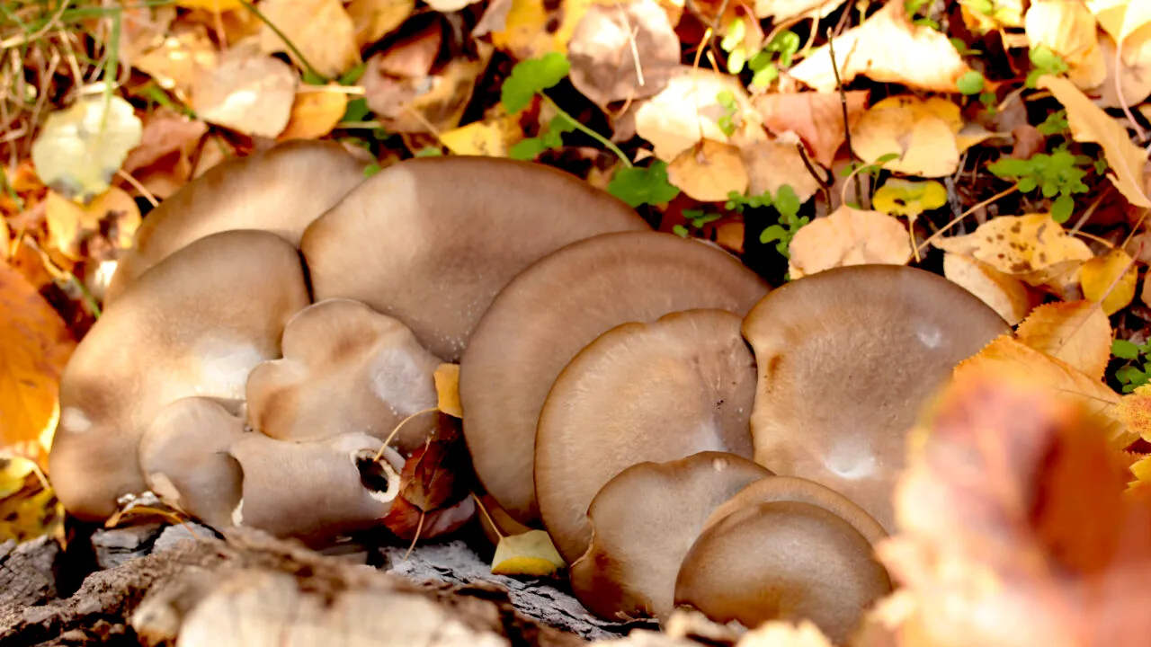 După 20 de ani, doi soți români au venit din Italia pentru a-și deschide propria afacere. Business-ul cu care au dat lovitura