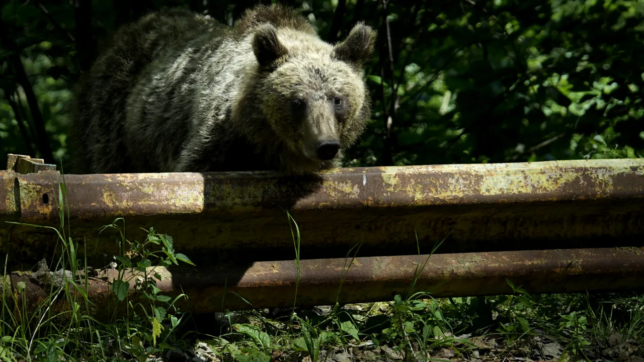 Bărbat din Vâlcea, atacat de urs. A ajuns rănit acasă și a sunat la Salvare