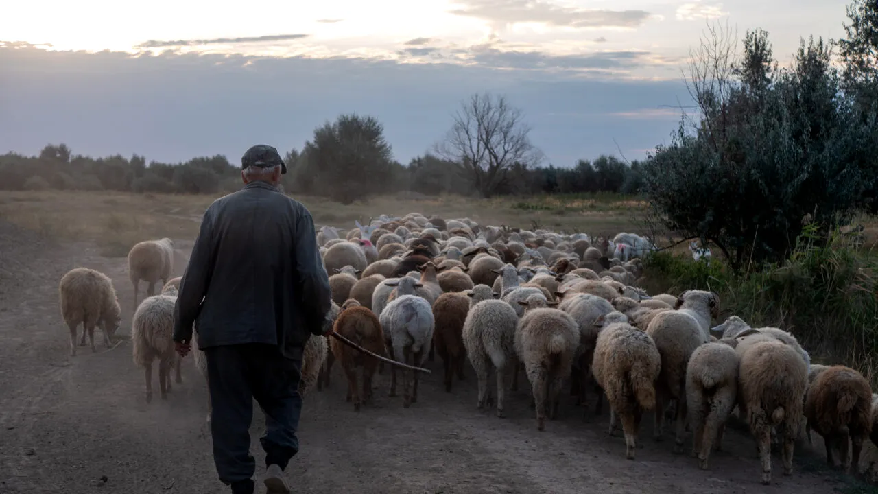 Cioban plătit regește în România. Un crescător de oi caută păstor și oferă beneficii greu de refuzat. Care este oferta de salariu
