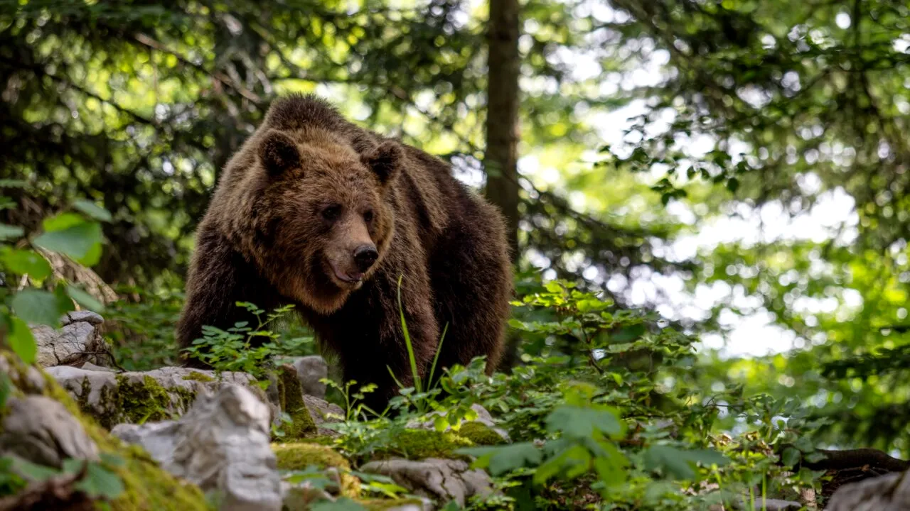 Țara europeană care a aprobat vânzarea de carne de URS. Măsura a provocat revoltă în rândul iubitorilor de animale