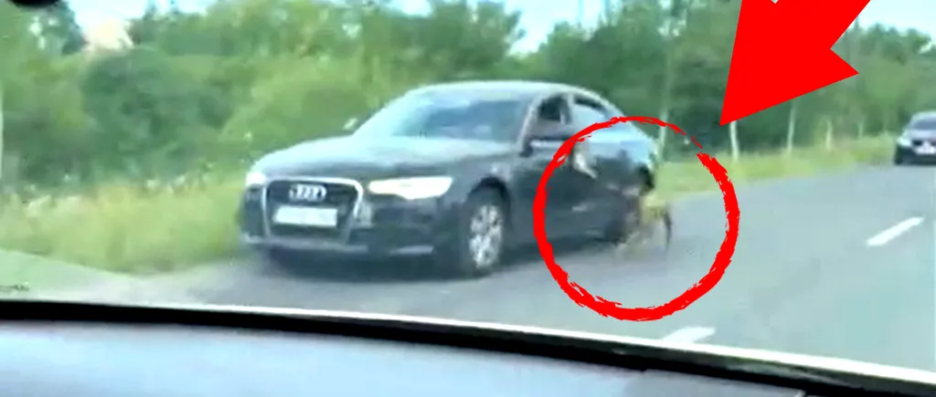 VIDEO | Șofer din Timișoara, filmat în timp ce trage un câine, legat de lesă, pe lângă mașina lui, Audi