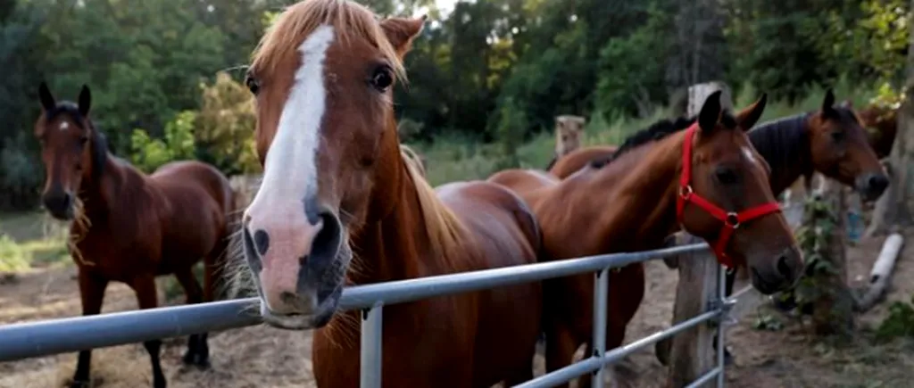 Peste 150 de cai au fost mutilați și uciși în Franța în cadrul unui posibil ritual de o cruzime inimaginabilă