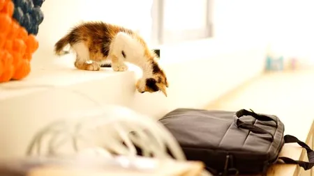 Povestea pisicii Vera, angajată la un Mall din București: 