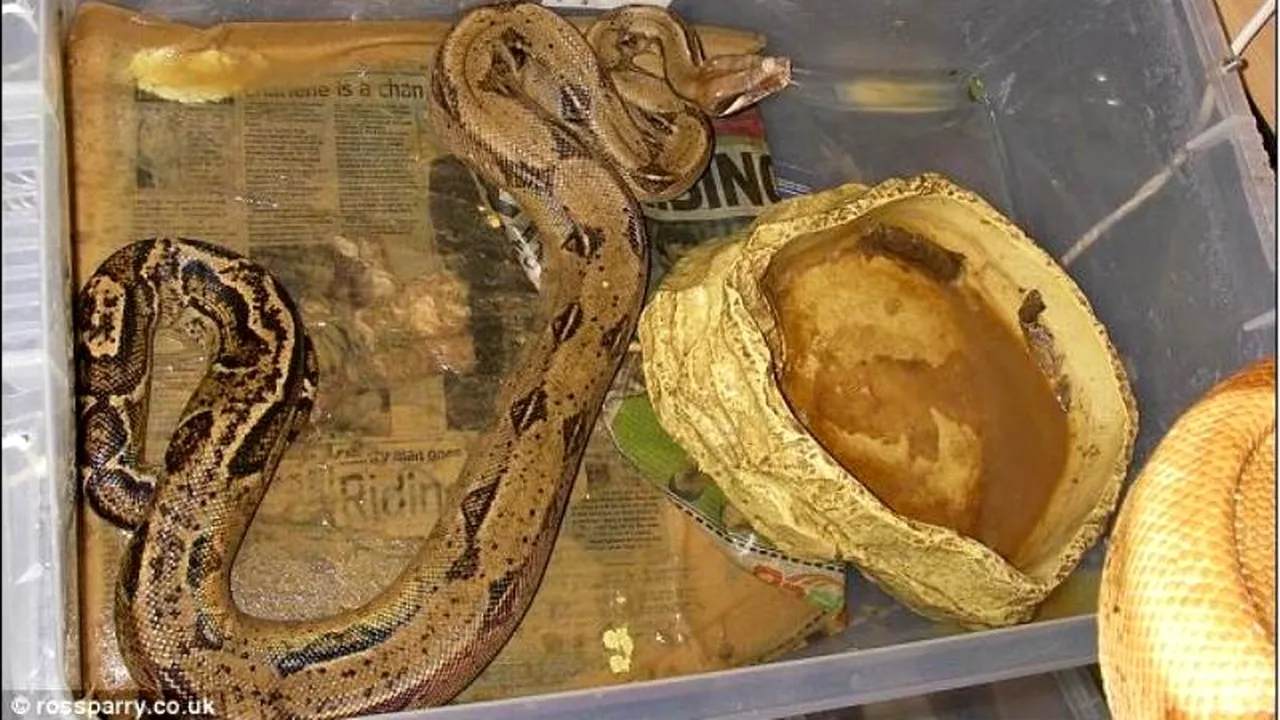 O femeie a păstrat în casă 140 de șerpi