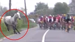 Pe 29 martie 1997, un cal a sărit gardul, s-a alăturat unei curse de ciclism din Franța și a început să depășească cicliștii. Ce s-a întâmplat apoi