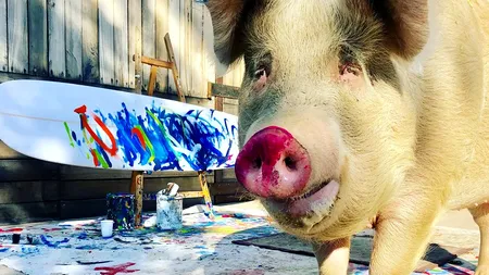 VIDEO - PIGCASSO sau purcica care a devenit celebră pentru picturile sale
