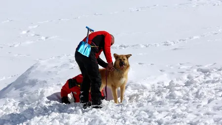 A 7-a ediție a Stagiului Național de Formare a Câinilor de Avalanșă, găzduită de județul Argeș (VIDEO)
