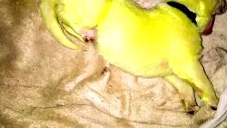 Povestea lui Hulk, primul cățel de culoare verde născut în Statele Unite