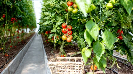 Cum pregătești un îngrășământ organic pentru roșii. Ingredientele costă câțiva lei și te-ar putea ajuta să ai o recoltă bogată