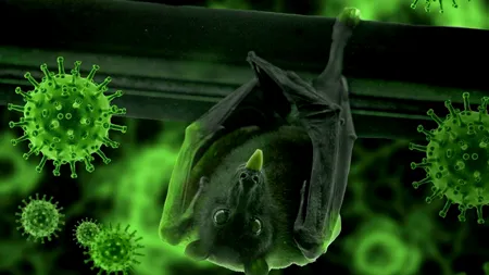 Cercetătorii din Wuhan recunosc că au fost mușcați de lilieci infectați cu Covid