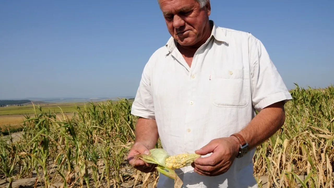 Fermierii afectați de SECETĂ vor fi sprijiniți de stat. Câți BANI vor primi 