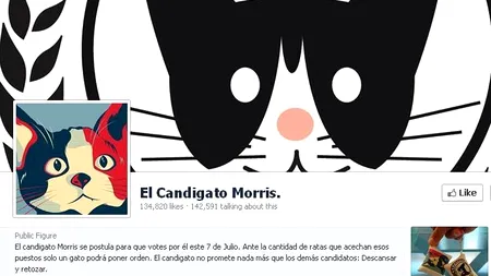 Candidatura unui motan la primăria unui oraș din Mexic devine un fenomen pe rețelele de socializare