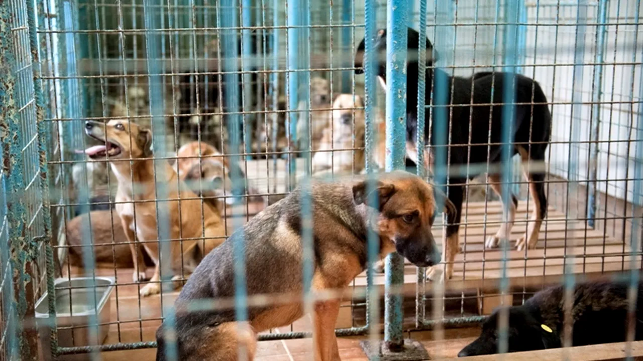 ASPA: 69 de câini vagabonzi au fost prinși vineri, 62 au fost adoptați