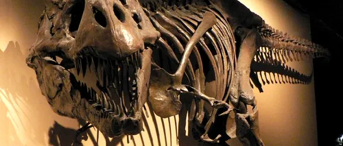 Un schelet aproape complet de Tyrannosaurus, vândut la licitație pentru 1,05 milioane de dolari