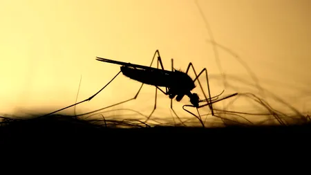 Numărul cazurilor de infecție cu West Nile, în CREȘTERE în România! Sunt raportate șase decese în acest an