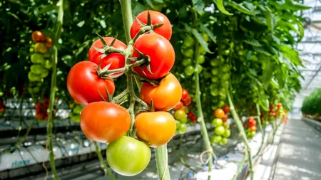 Subvenții. Ajutoarele de minimis pentru legume în spații protejate și plante aromatice, aprobate. Cine poate obține banii