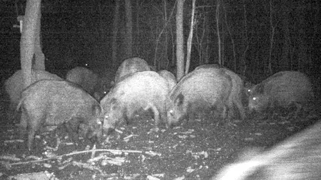 55 de focare de pestă porcină africană la mistreți. Polonezii au probleme mari și cu acest virus