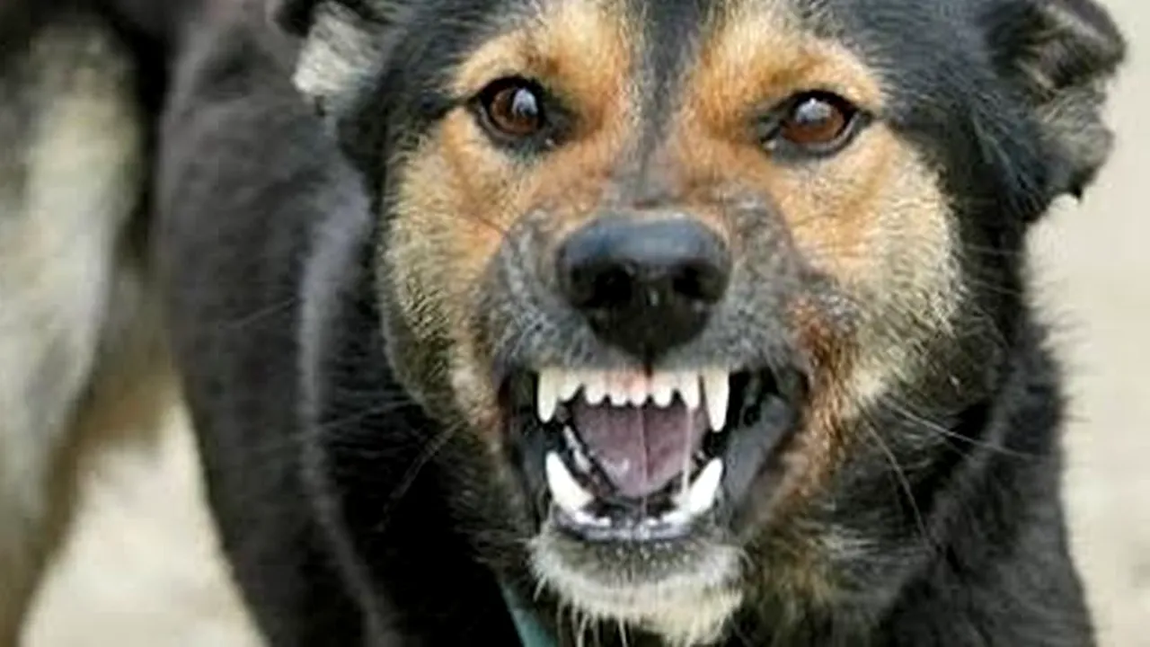 Viceprimarul Capitalei, despre copilul omorât de câini: Vinovat este cel care are spațiul privat
