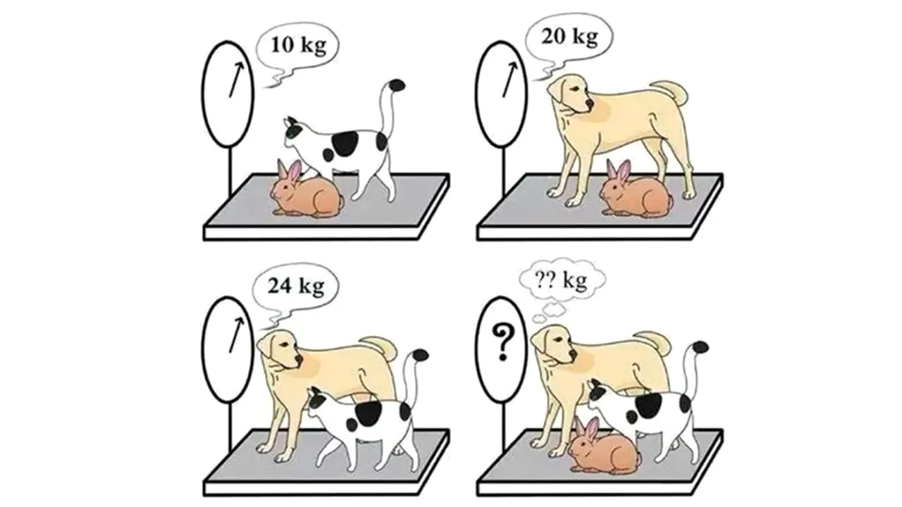 Test de inteligență | Câte kilograme au câinele, pisica și iepurele, împreună?