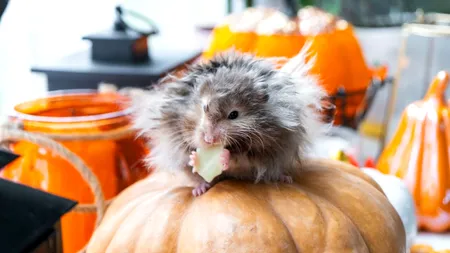 Oamenii de știință au creat primii șoareci „lânoși” în laborator. Este acesta primul PAS în readucerea mamuților lânoși la viață?