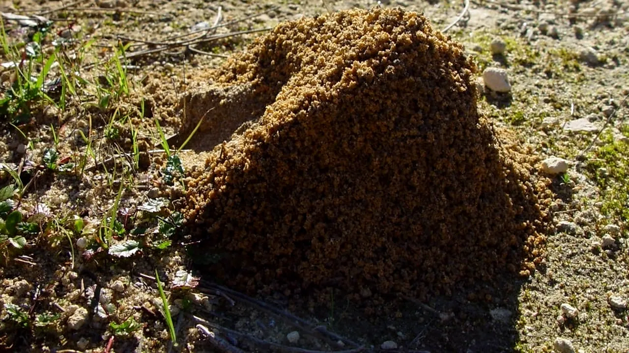 INSECTA care a speriat toată Europa. E printre cele mai distructive specii cunoscute