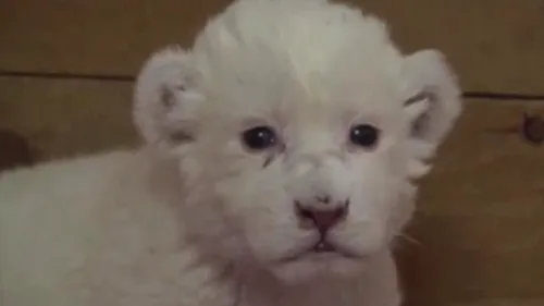 VIDEO. Primele imagini cu puiul de leu alb născut la grădina zoologică din Belgrad