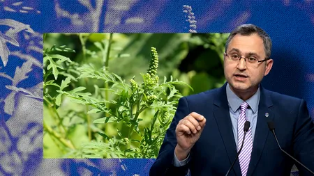 Purtătorul de cuvânt al GUVERNULUI atrage atenția AUTORITĂȚILOR asupra eradicării AMBROZIEI/ Amenzile ajung până la 20 000 LEI