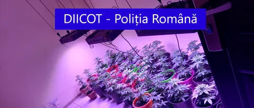 Mai multe culturi de cannabis „indoor” și „outdoor”, descoperite de polițiștii ploieșteni. Percheziții în trei județe (FOTO, VIDEO)